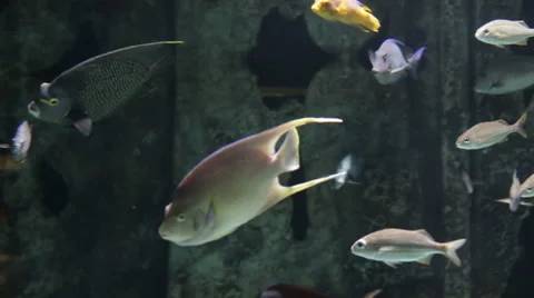 Aquarium Fish Stock Footage 50541419