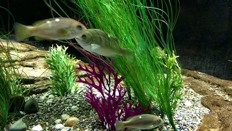 Aquarium Fish Video stock 79067742