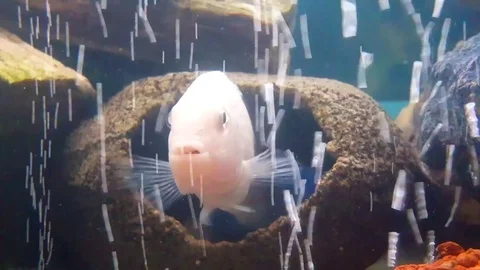 Aquarium fish Stock Footage 83875961