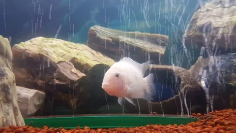 Aquarium fish Stock Footage 83876005