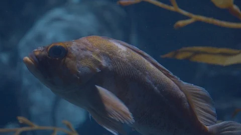 Aquarium Fish Video stock 101442215