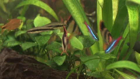 Aquarium Fish Stock Footage 104011226