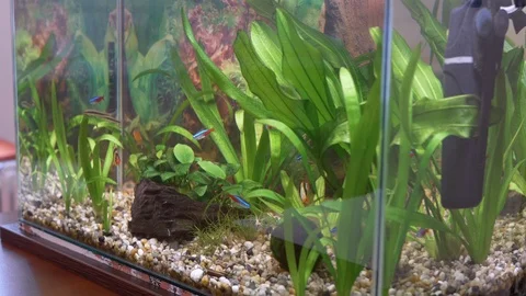 Aquarium with Fish Stock Footage 104014074