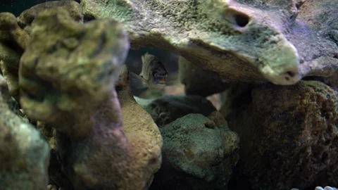 Aquarium fish  Stock Footage 129575183