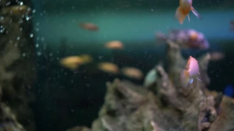 Aquarium fish  스톡 동영상 129575189
