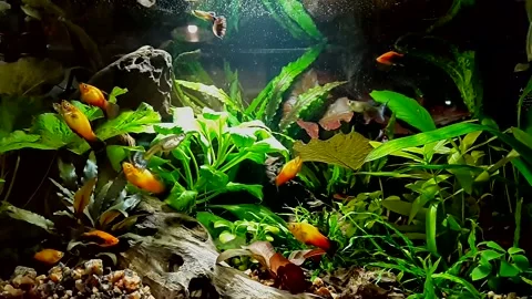 Aquarium fish Stock Footage 134204558