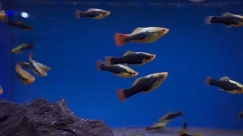 Aquarium Fish Stock Footage 143860028