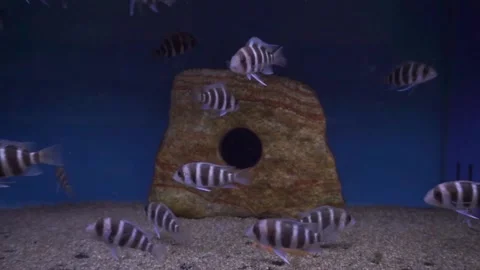 Aquarium Fish Stock Footage 143860041