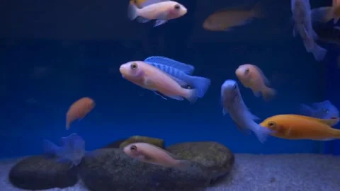 Aquarium Fish Stock Footage 143860055