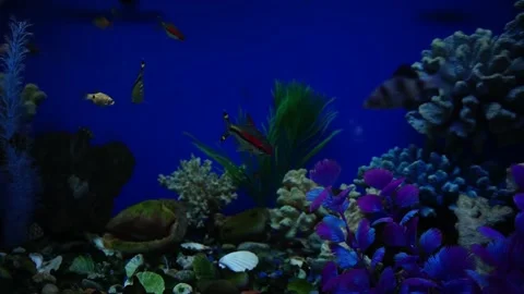 Aquarium with fish Видео 160039274