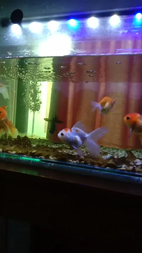 Aquarium fish Stock Footage 214136807
