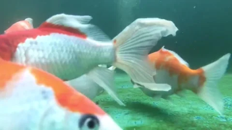 Aquarium fish. Stock Footage 240110061