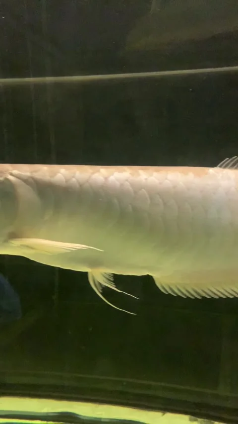 Aquarium fish 스톡 동영상 343319398