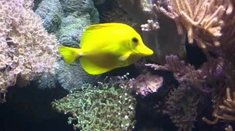 Aquarium fish HD Stock Footage 37048255