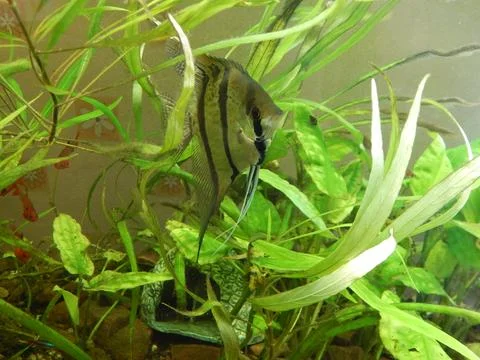 Aquarium fish ichthyology algae Stock Photos