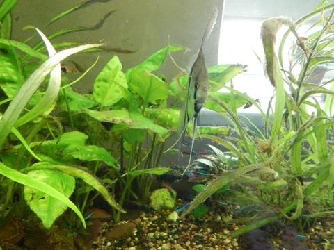 Aquarium fish ichthyology algae Stock Photos