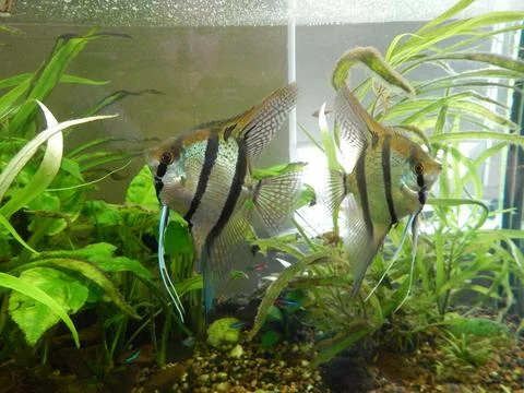 Aquarium fish ichthyology algae Stock Photos