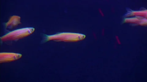 Aquarium with fish in the night light. Video stock 74388936