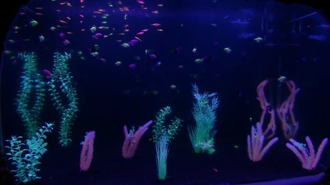 Aquarium with fish in the night light. Stock Footage