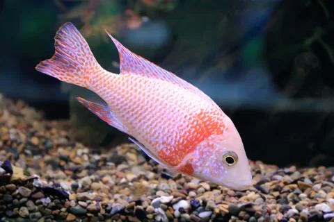 Aquarium fish Stock Photos
