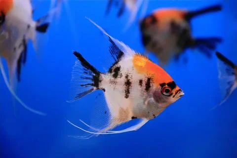 Aquarium fish Stock Photos
