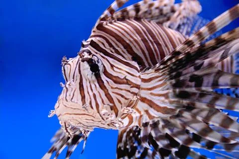 Aquarium fish Stock Photos