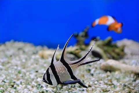 Aquarium fish Stock Photos