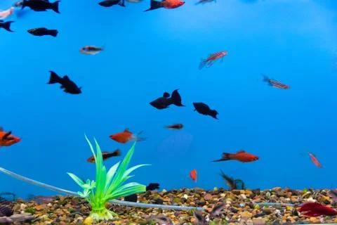Aquarium fish Stock Photos