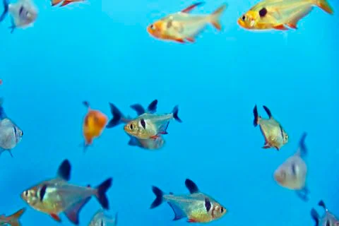 Aquarium fish Foto stock