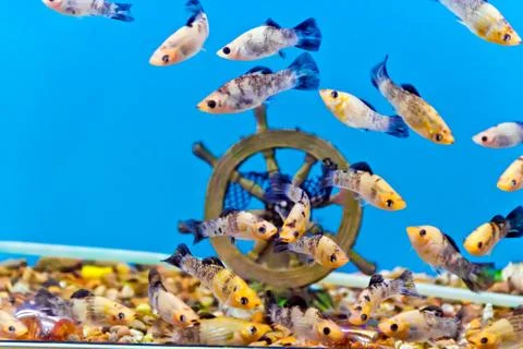 Aquarium fish Stock Photos