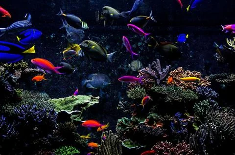 Aquarium fish Stock Photos