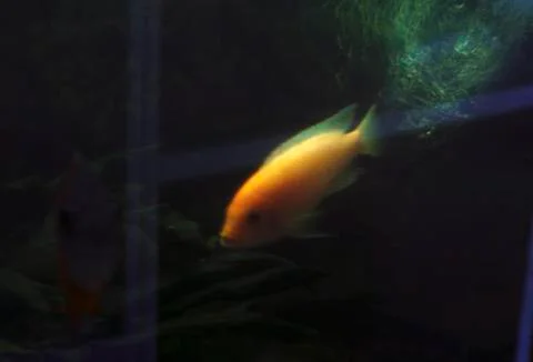 Aquarium fish Foto stock