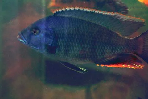 Aquarium fish Foto stock