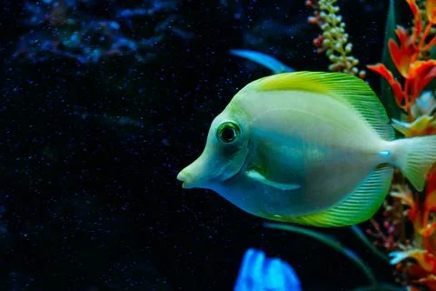 Aquarium fish Stock Photos
