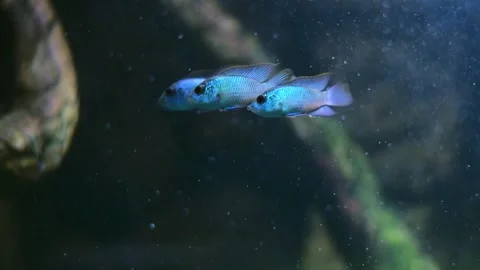 Aquarium fish, possibly Turquoise Ram cichlids (Mikrogeophagus ramirezi). Stock Footage 341349592