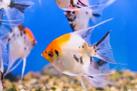 Aquarium fish scalare Stock Photos