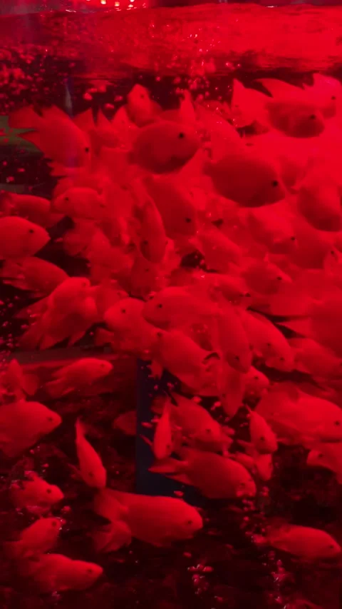 Aquarium fish in Shanghai Stock-Footage 342561258