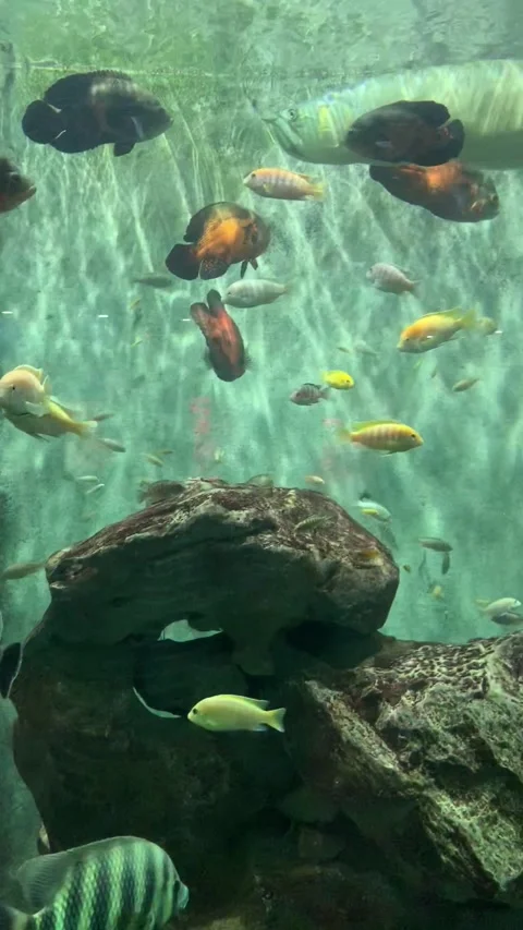 Aquarium fish in Shanghai 스톡 동영상 342561259