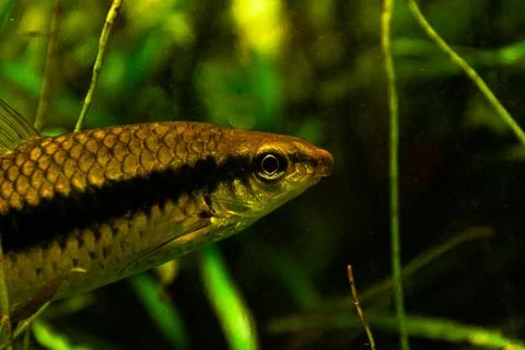 Aquarium fish, Siamese algae-eater, resting on the leaves of underwater plant Stock Photos