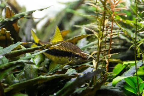 Aquarium fish, Siamese algae-eater, resting on the leaves of underwater plant Stock Photos