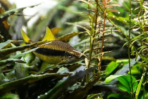 Aquarium fish, Siamese algae-eater, resting on the leaves of underwater plant Stock Photos