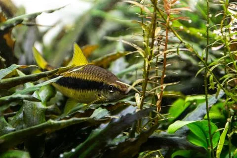 Aquarium fish, Siamese algae-eater, resting on the leaves of underwater plant Stock Photos