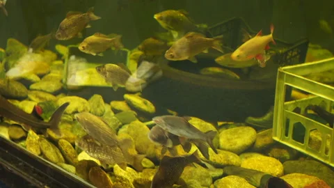An aquarium with fish simulates a polluted ocean Stock-Footage 177388582