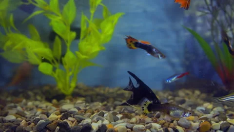 Aquarium fish swim among the algae 스톡 동영상 144303554