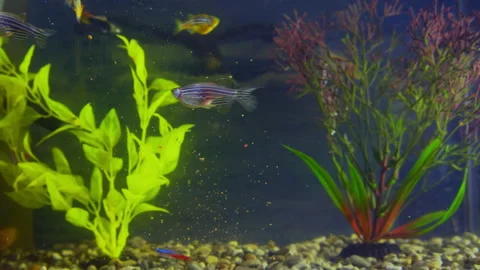 Aquarium fish swim among the algae Stock Footage 144303702