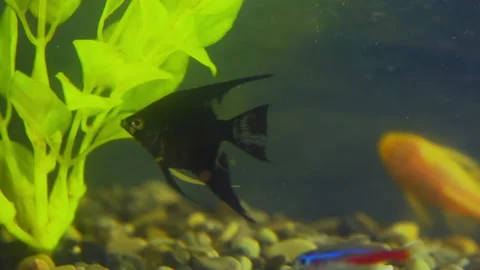 Aquarium fish swim among the algae Stock Footage 144305316