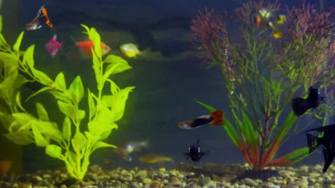 Aquarium fish swim among the algae Vídeos de archivo 144305582