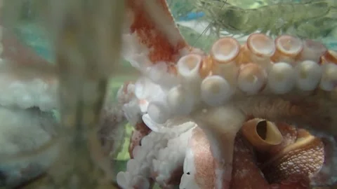 Aquarium, fish tank with different kinds of fish Stock Footage 239163699