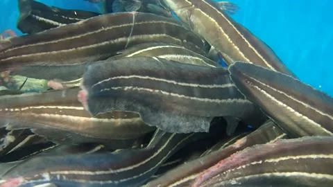 Aquarium, fish tank with different kinds of fish Stock Footage 239163822