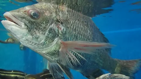 Aquarium, fish tank with different kinds of fish Stock Footage 239163908